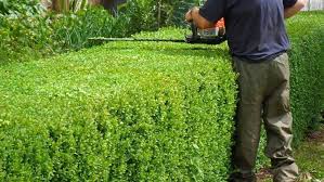 The Best Landscapers in Finglas- Pat O'Hara & Sons Tree Surgeons